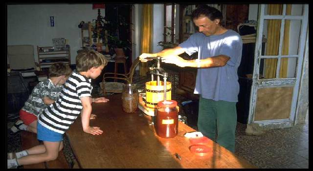 Pressing St. John's Wort