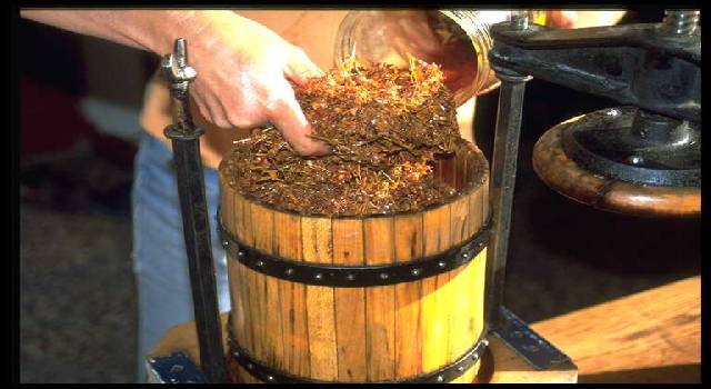 Pressing St. John's Wort after maceration