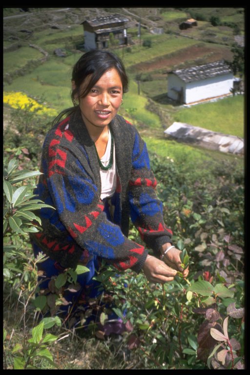 Nepal, gaultheria